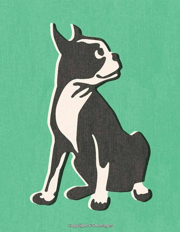 Illustration of a Boston Terrier Style Dog with Vintage Green Background