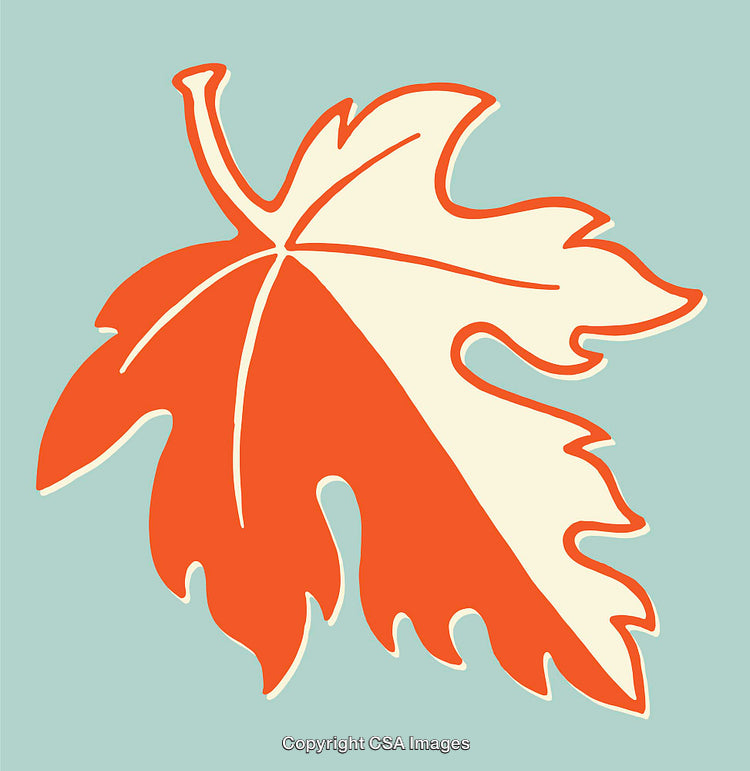 Autumn Leaf Illustration in Bold Orange and Cream Tones