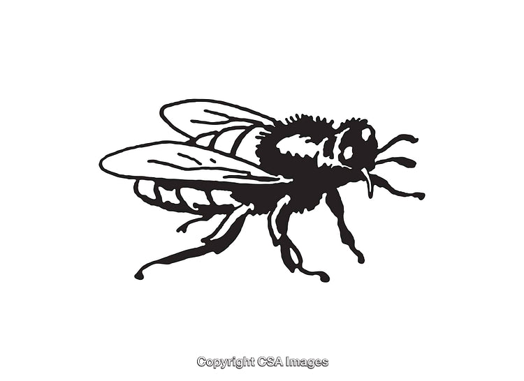 Black and White Line Drawing of a Detailed Flying Insect Illustration