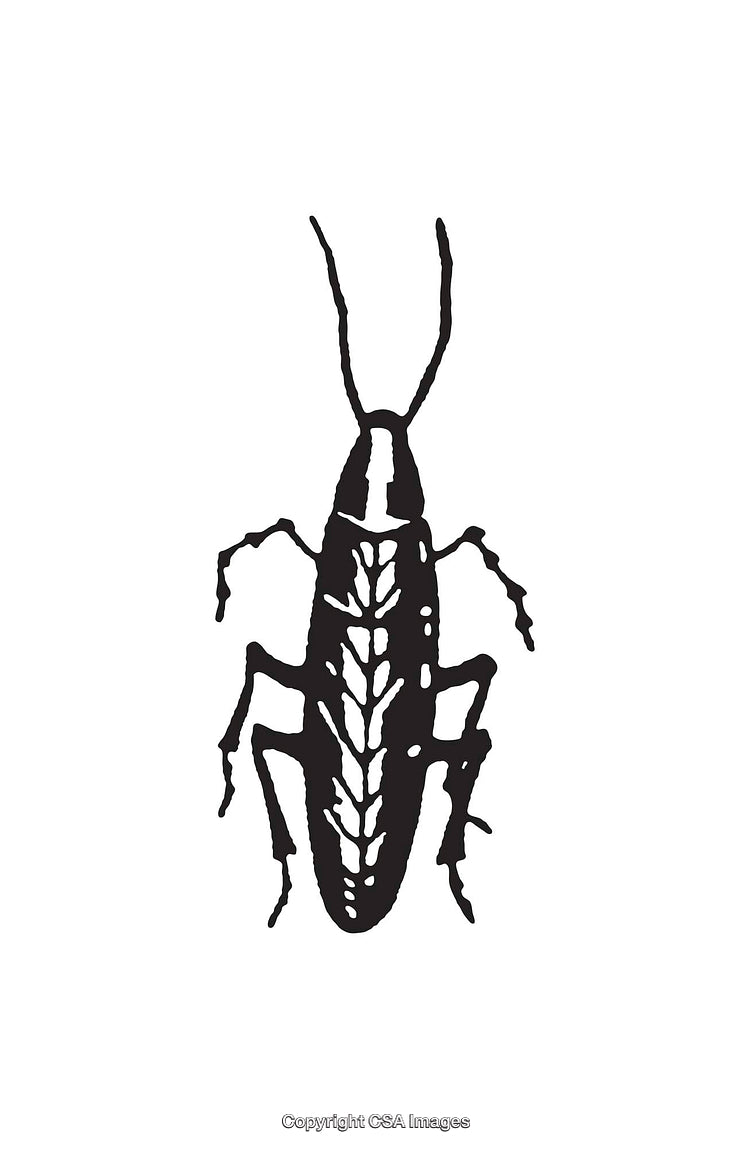 Black and White Insect Line Art Design of a Cockroach