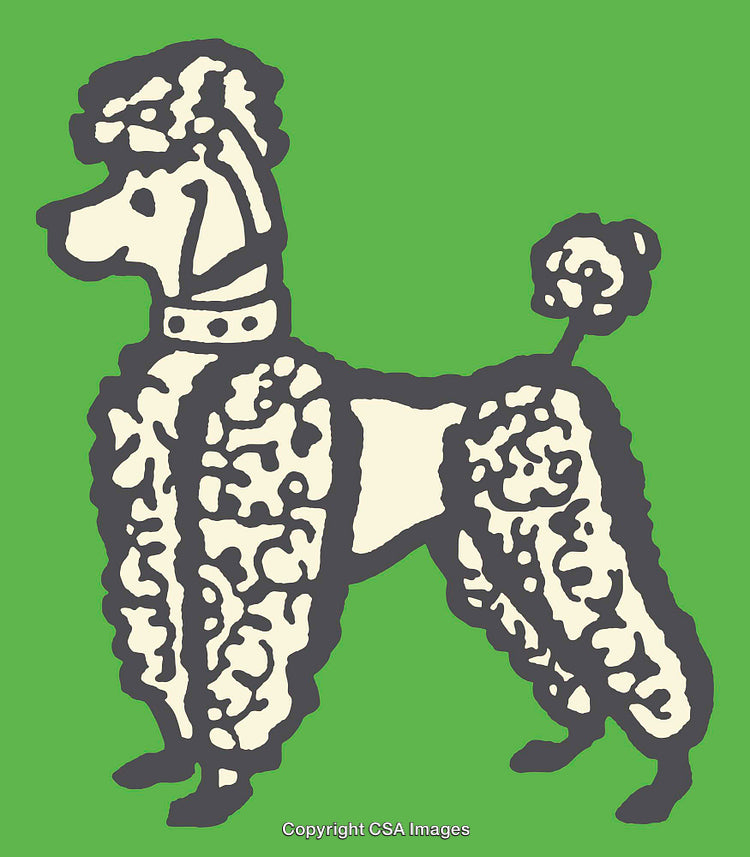 Elegant Poodle Illustration With Green Background in Line Art Style