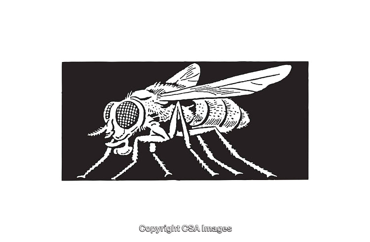 Detailed Black And White Line Drawing of a House Fly Insect