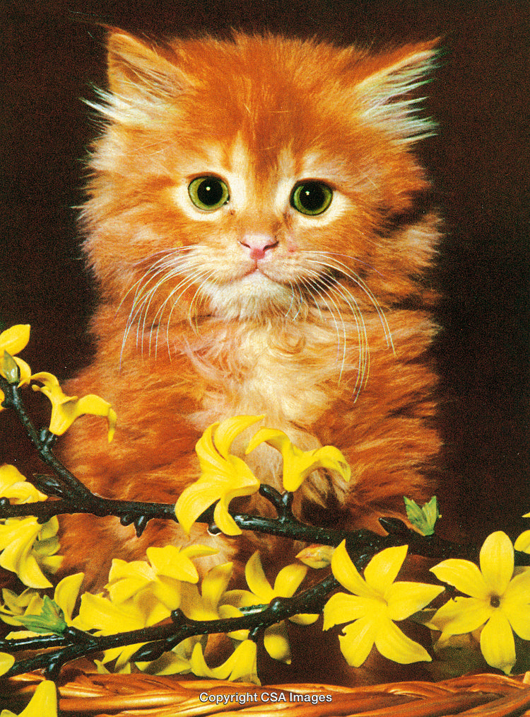 Adorable Ginger Kitten Amid Yellow Blooms in a Wicker Basket