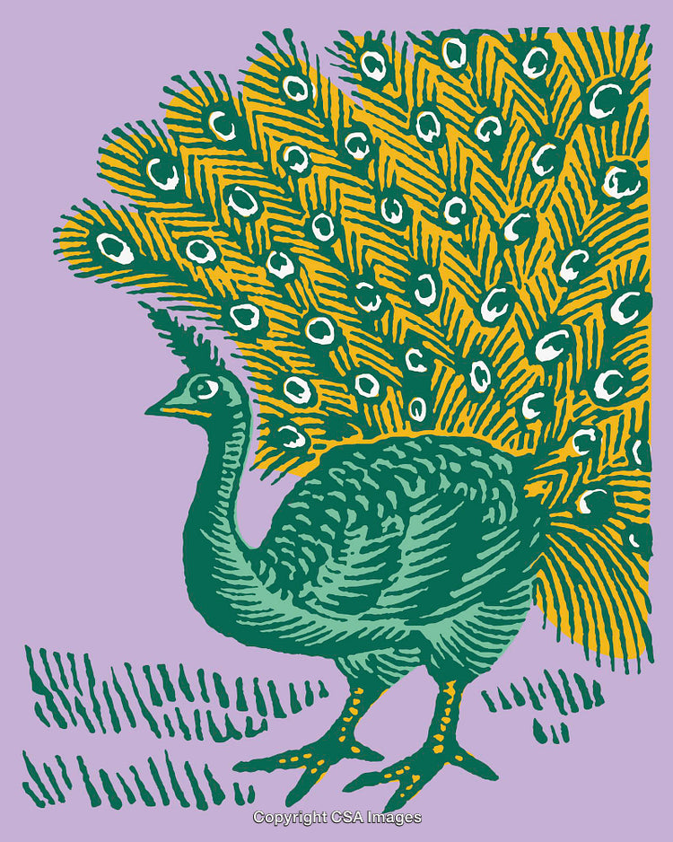 Colorful Line Art Illustration of a Peacock With Vibrant Plumage