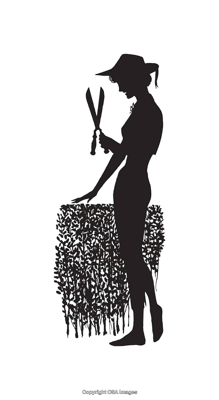 Silhouette of a Gardener Trimming Bushes with Hedge Shears