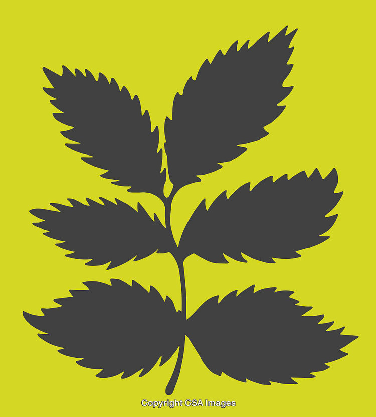 Silhouette of a Leaf Branch on a Bold Yellow Background