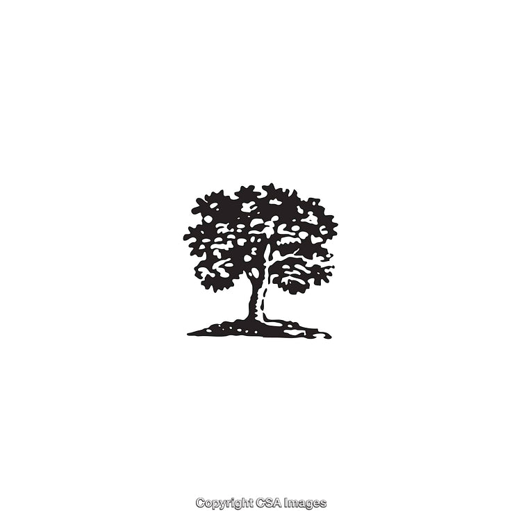 Black and White Illustration of a Tree with Detailed Branches and Leaves