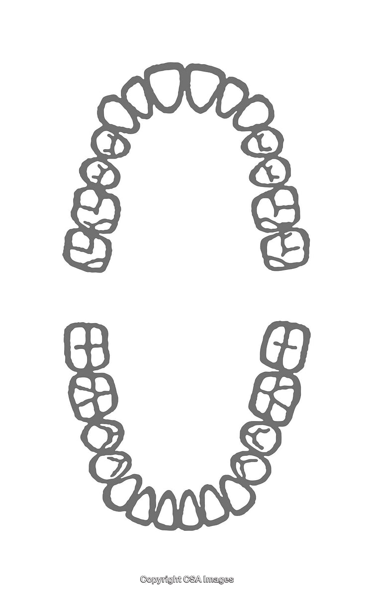 Diagram Showing Top and Bottom Dental Arches in Monochrome