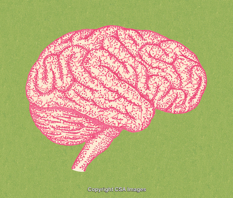 Pink Anatomical Brain Illustration on a Green Background