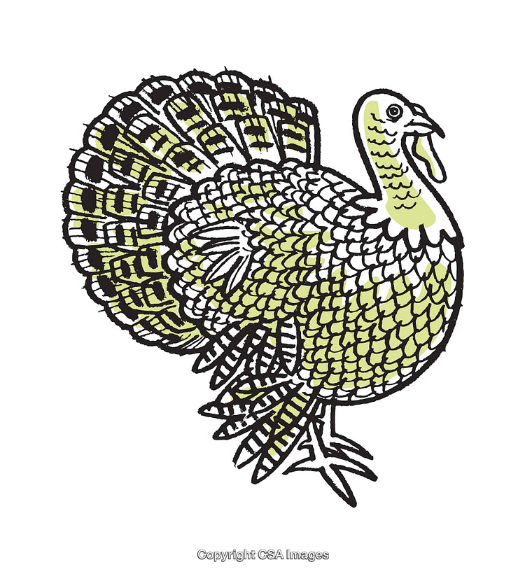 Intricate Full-Color Illustration of a Turkey with Detailed Feathers