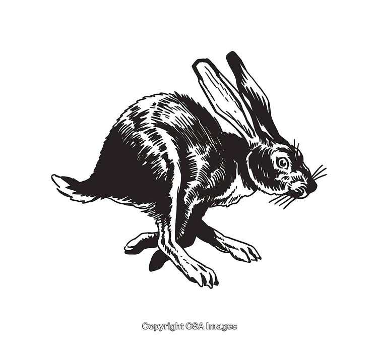 Vintage Line Art Illustration of a Hare in Motion