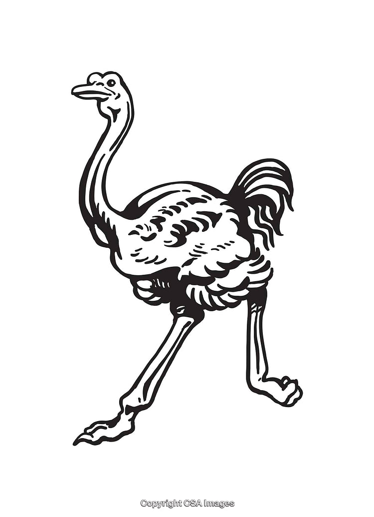 Black and White Line Art Drawing of an Ostrich Illustration