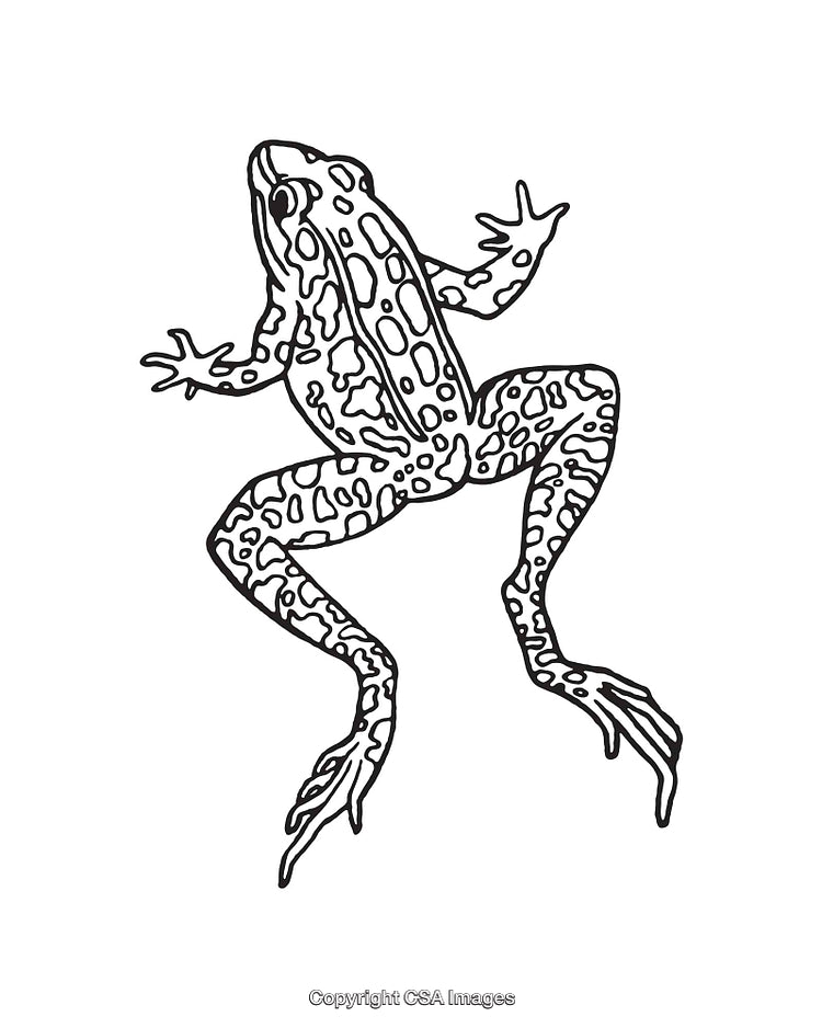 Detailed Black And White Line Art Illustration of a Spotted Frog