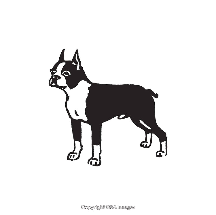 Illustration of a Standing Boston Terrier Dog in Black and White Art