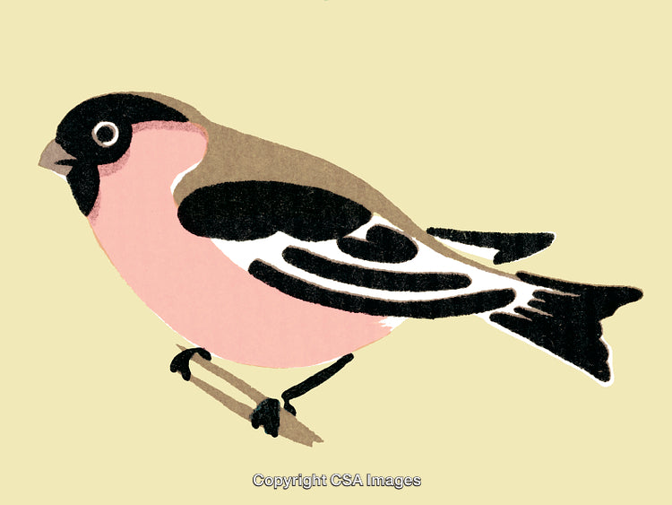 Colorful Artistic Illustration of a Finch Bird on a Light Background