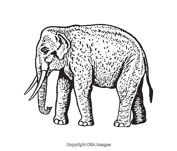 Detailed Black and White Line Art Illustration of an Elephant