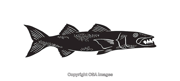 Black and White Line Art Illustration of a Barracuda Fish Silhouette