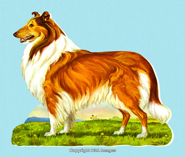 Illustration of a Collie Dog Standing Proudly in a Nature Setting