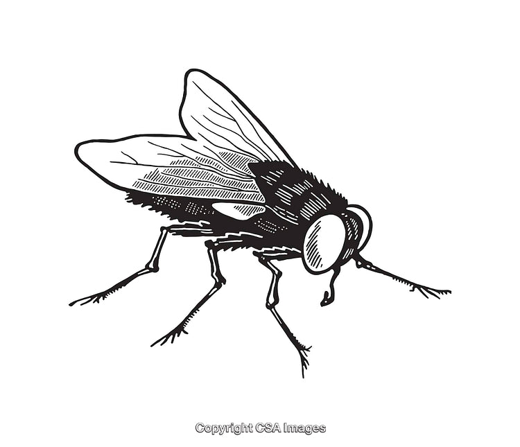 Detailed Black and White Line Art Illustration of a Housefly