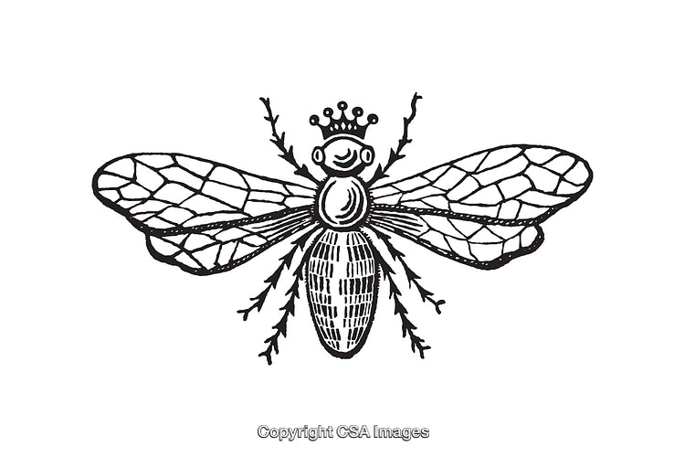 Vintage Line Art of a Crowned Insect with Black Ink Style