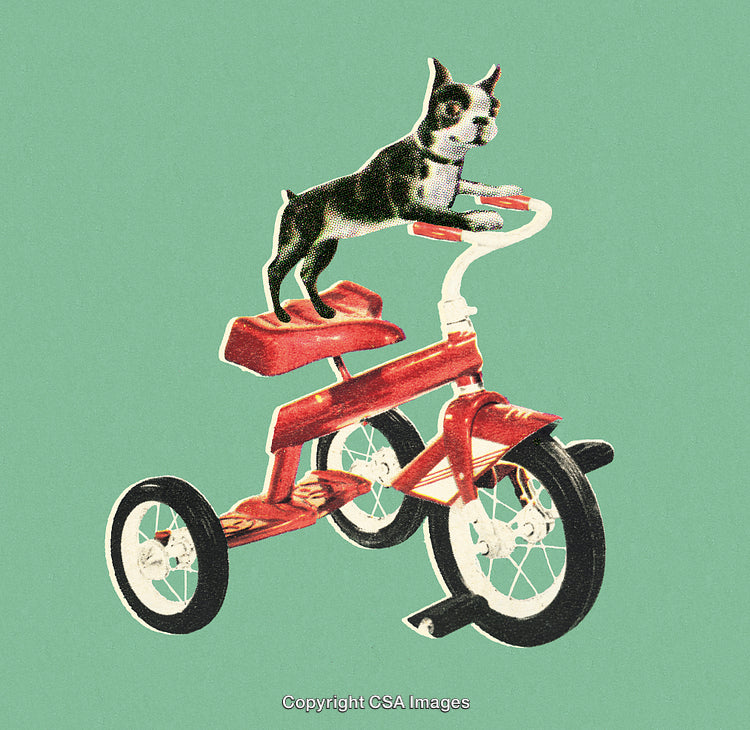 Charming Dog Balancing on a Tricycle Against a Solid Green Backdrop