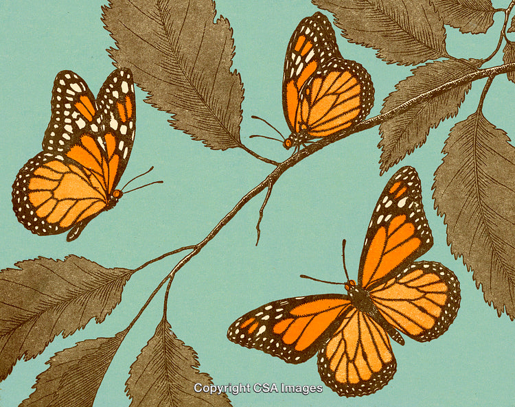 Beautiful Monarch Butterflies Resting on Tree Branches With a Bright Blue Background