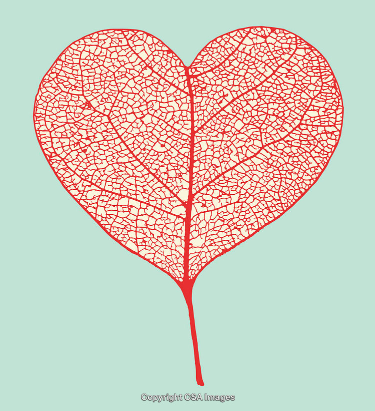 Heart Shaped Leaf Illustration with Detailed Red Veins on Teal Background
