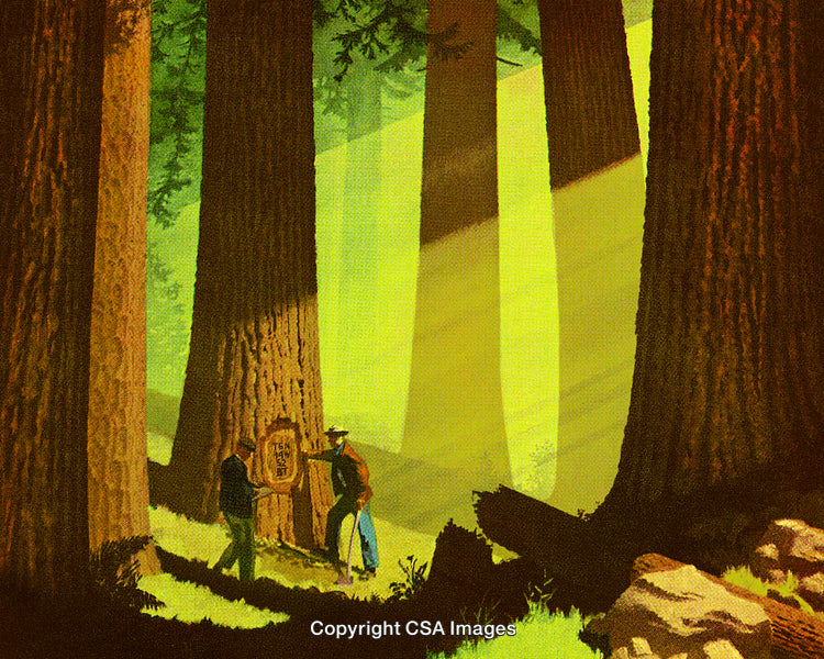 Two People Exploring a Serene Forest with Towering Trees