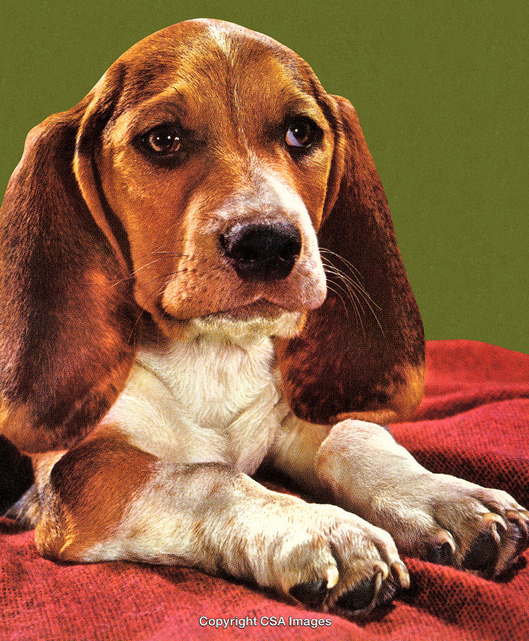 Adorable Beagle Puppy Resting on Blanket Against Green Background
