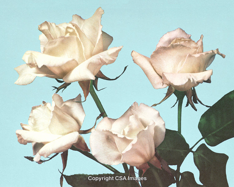 Elegant Pale Roses Against a Bright Blue Background