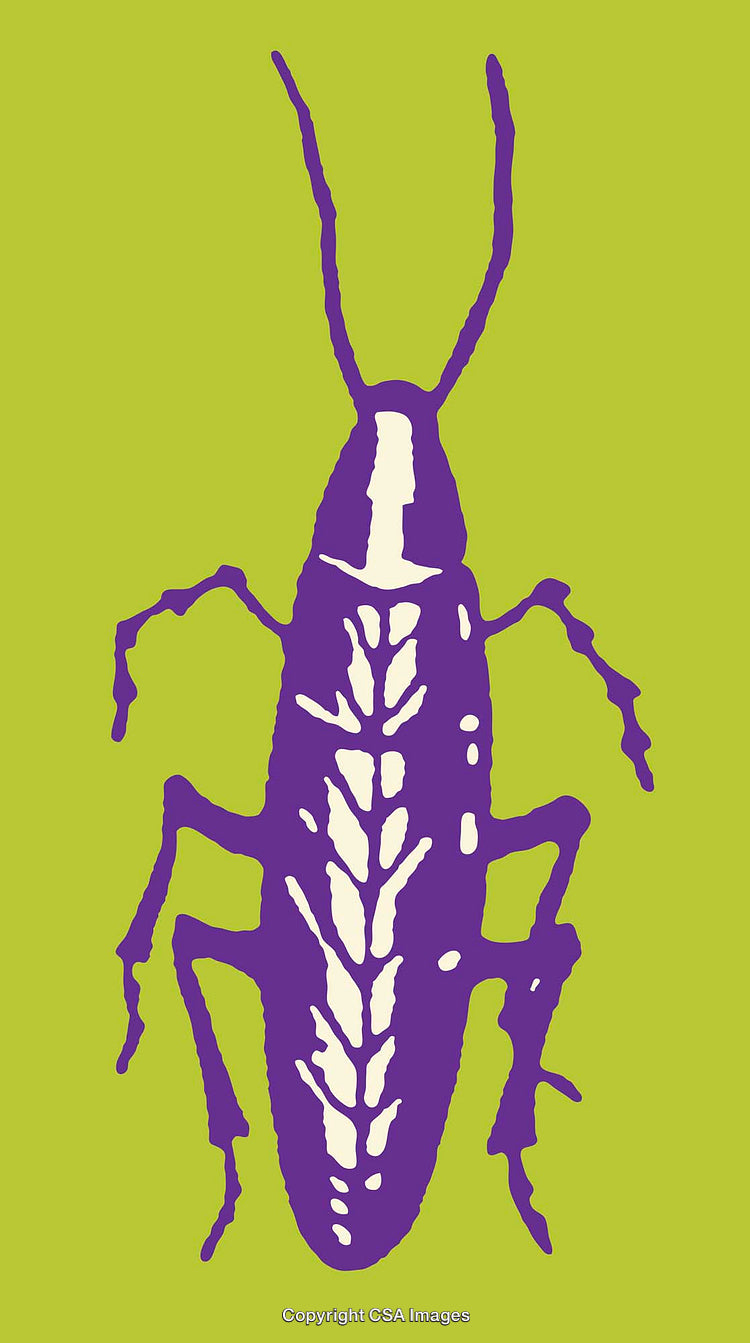 Purple and White Insect Illustration on a Bright Green Background