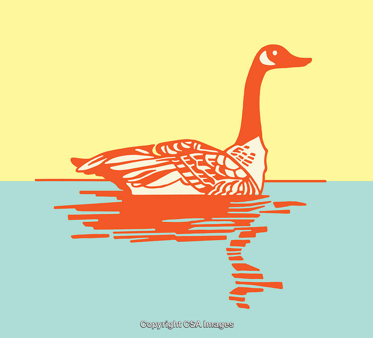 Colorful Line Art of a Goose Swimming on Water with Reflective Surface