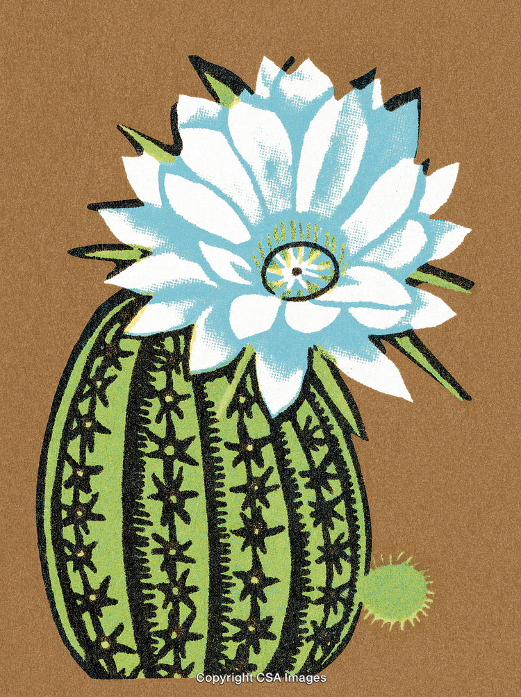 Cactus Flower