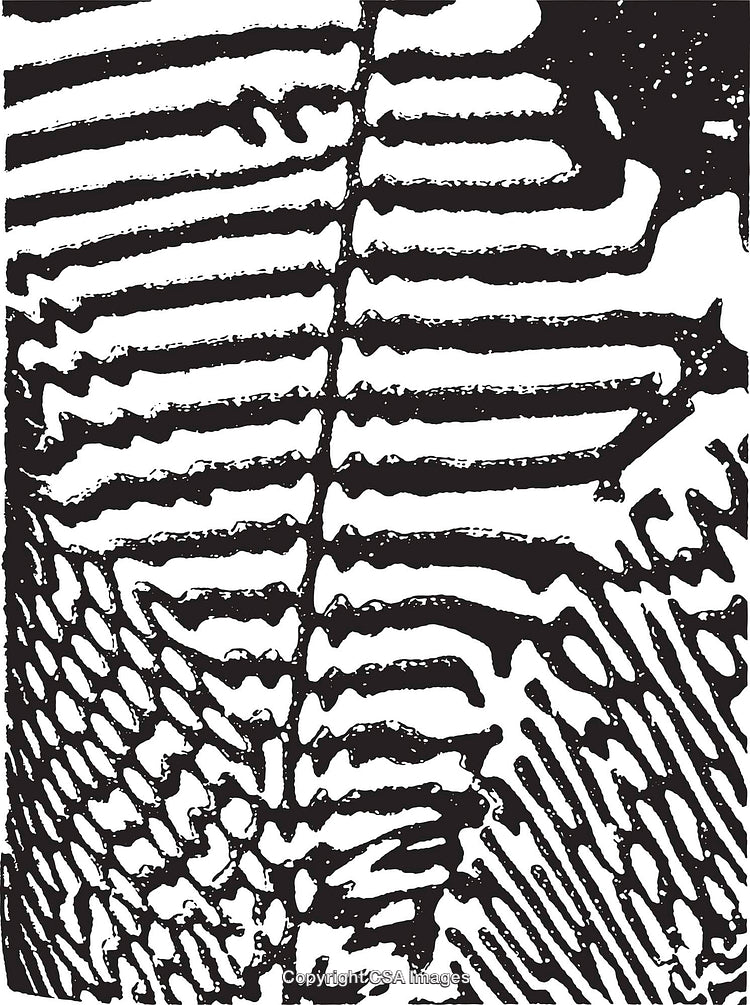 Abstract Black and White Patterned Background with Textured Elements