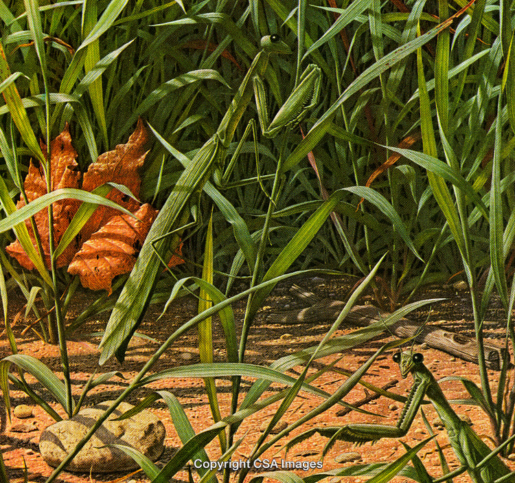 Detailed Scene Featuring Praying Mantises Among Greenery and Fallen Leaves
