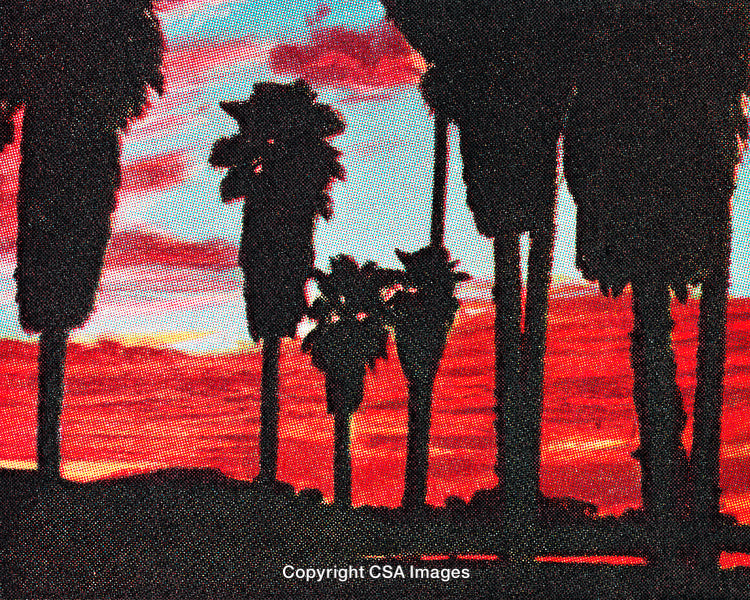 Palm Trees in Silhouette Against a Vibrant Sunset Sky