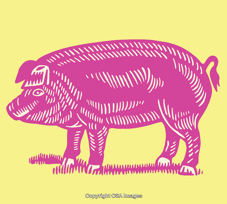 Colorful Line Art Illustration of a Pig on Yellow Background