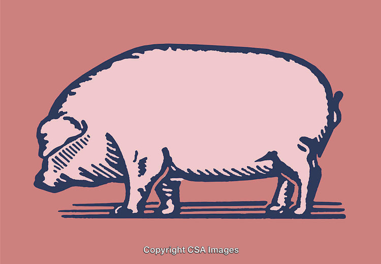 Vintage Line Art Illustration of a Pig in Pastel Colors