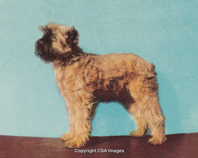 Portrait of a Shaggy Dog in Retro Pop Art Style on Blue Background