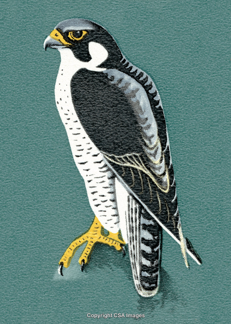 Illustration of a Peregrine Falcon with Detailed Feathers on a Textured Background
