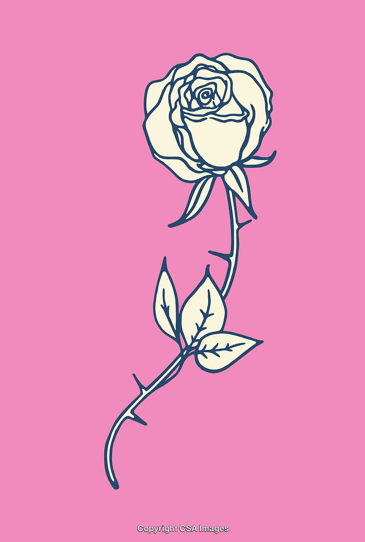 Elegant Botanical Illustration of a Rose With Leaves on Pink Background