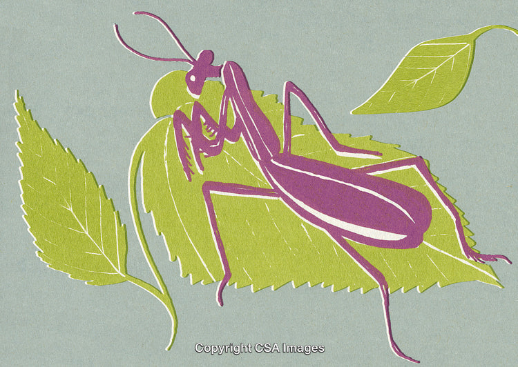 Vibrant Illustration of a Praying Mantis on Green Leaves with Colorful Details