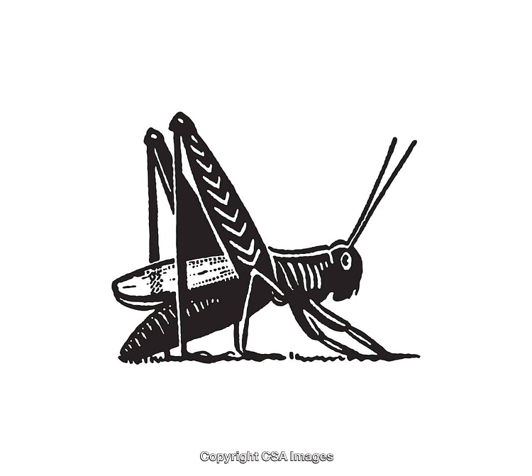 Black And White Line Art Illustration of a Grasshopper In Profile View