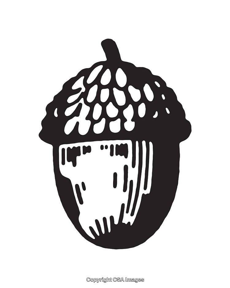 Black and White Line Art Illustration of an Acorn