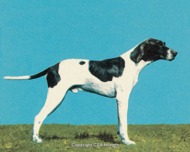 Stylized Portrait of a Black and White Dog Against Blue Sky Background