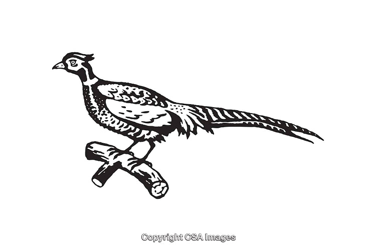Elegant Black and White Line Art Depiction of a Perched Pheasant