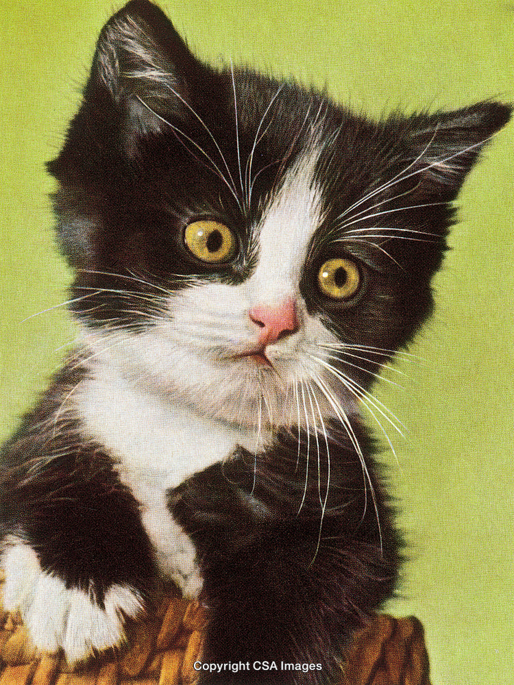 Adorable Black and White Kitten Looking Curious Against Green Background