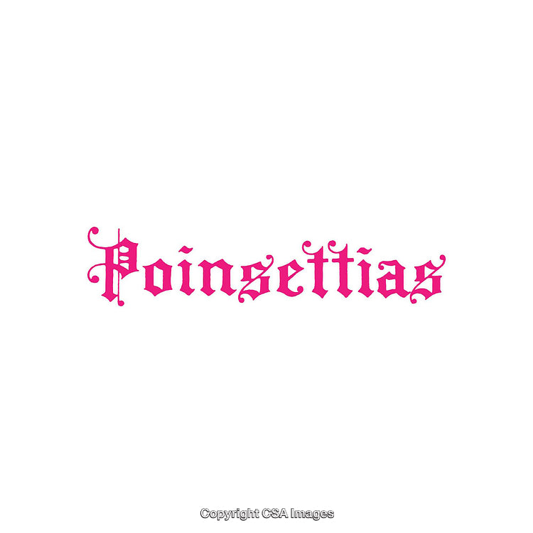 Bold Pink Typography Featuring the Word Poinsettias in Gothic Script