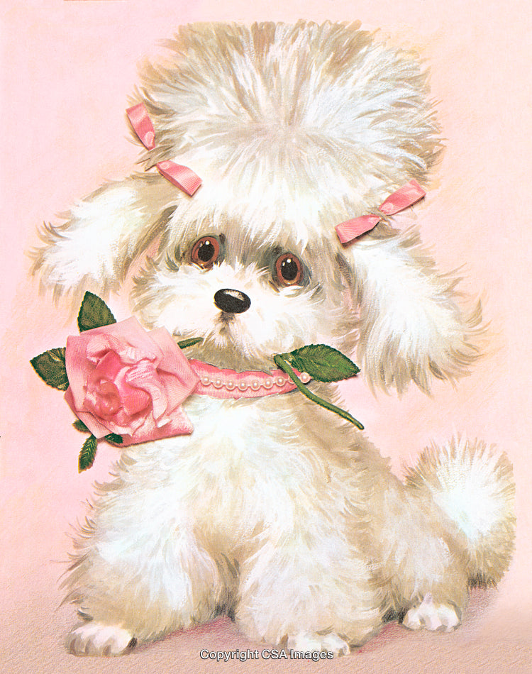 Charming White Poodle Holding Pink Rose with a Cute Hair Bow
