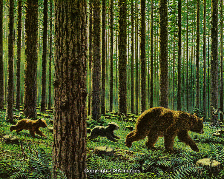 Wild Bears Exploring a Dense Forest with Lush Greenery and Tall Trees